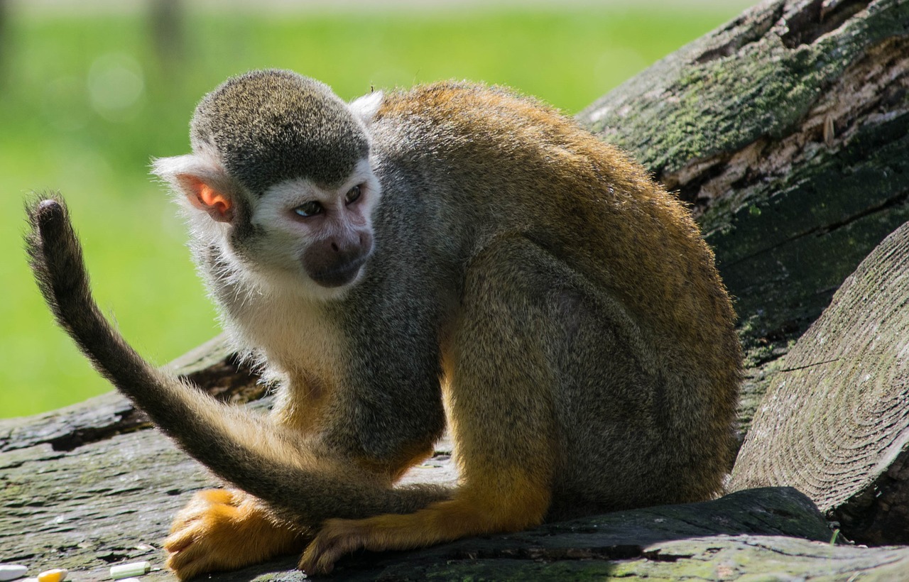 Image - spider monkey zoo monkey primate