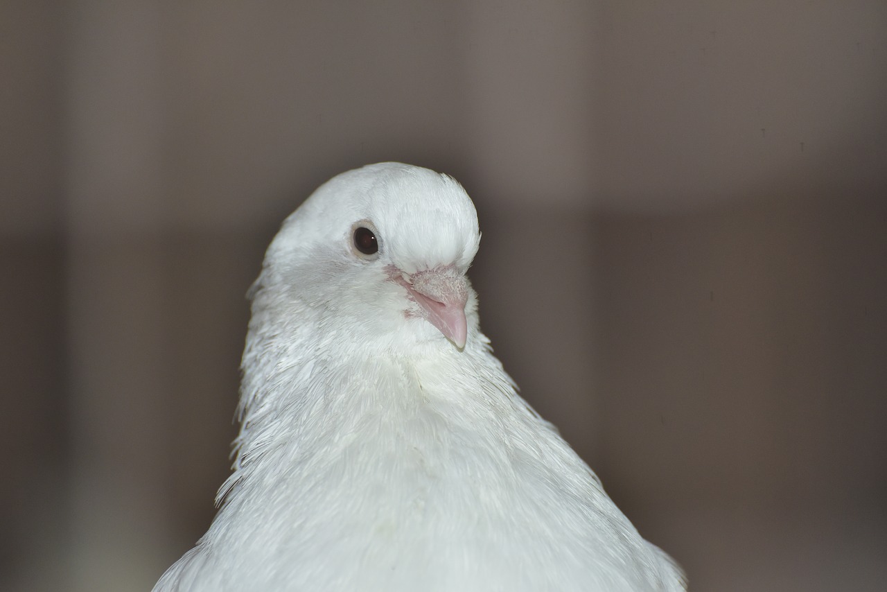 Image - dove white bird beautiful plumage