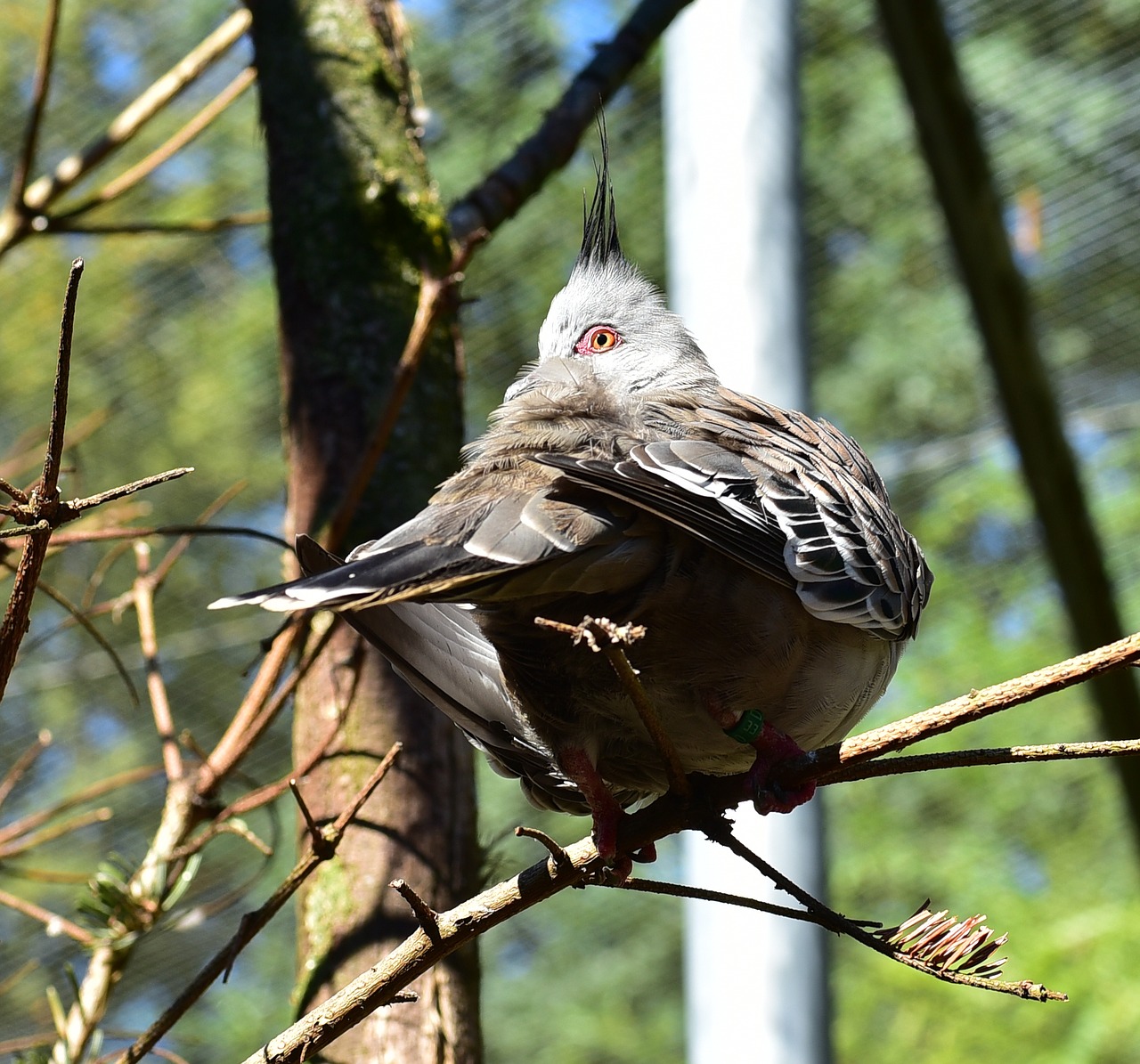 Image - bird feather animal zoo tree