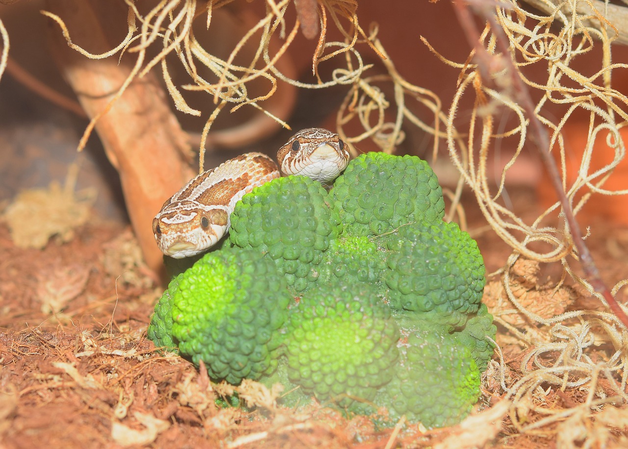 Image - snake heterodon nasicus