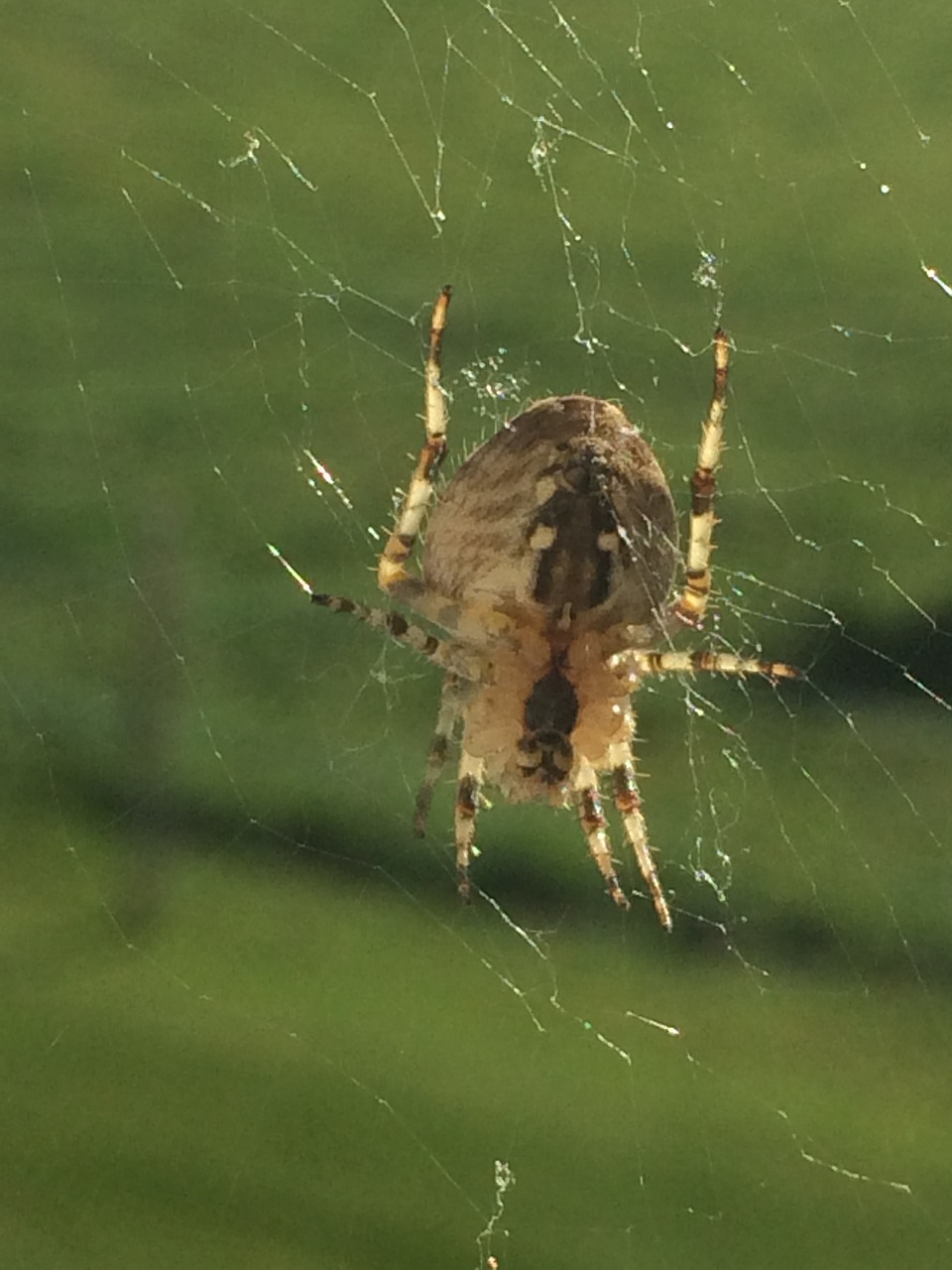 Image - spider cobweb indian summer