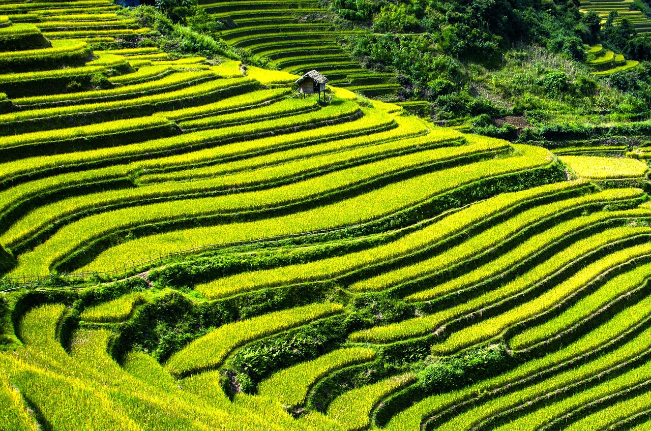 Image - rice terraces rice fields