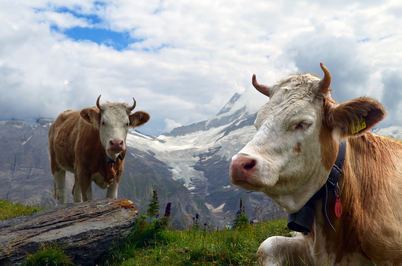 Image - cow alpine glacier mountains