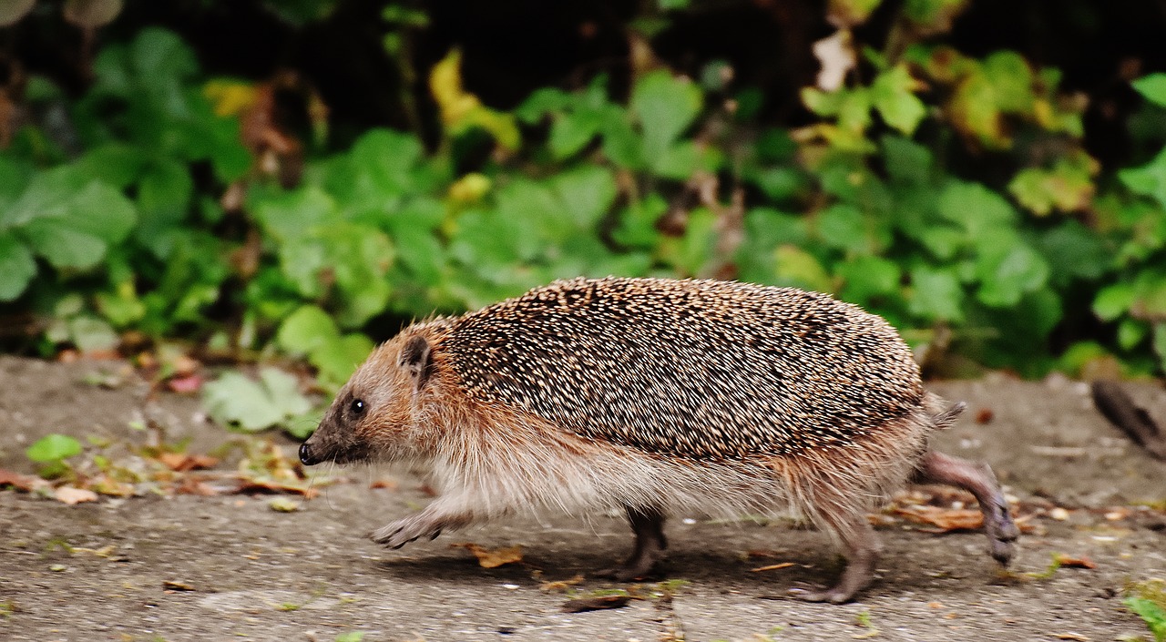 Image - hedgehog run race garden spur