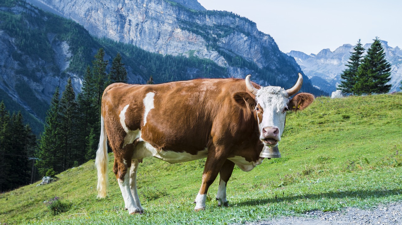 Image - cow meadow pasture mountains horns