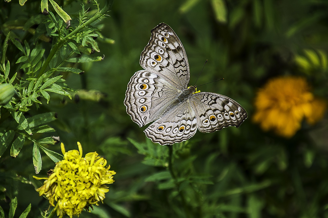 Image - butterfly thailand the national park