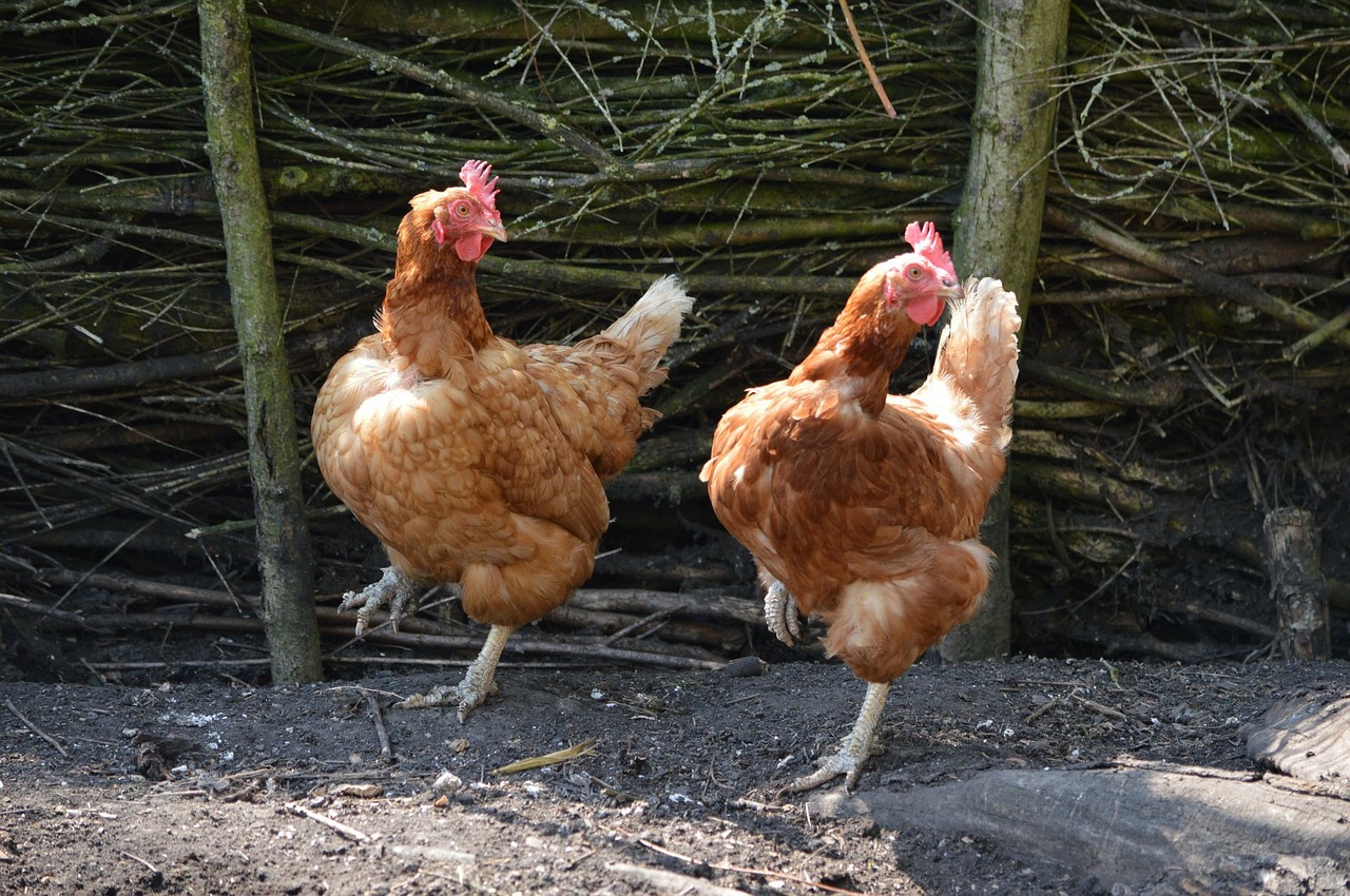 Image - chickens dancing birds animal cute