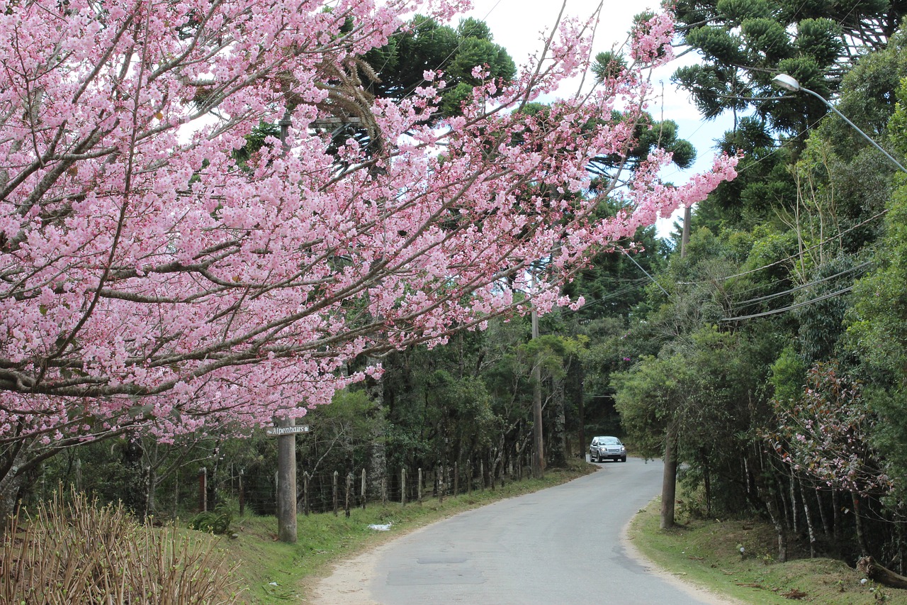 Image - cherry tree street