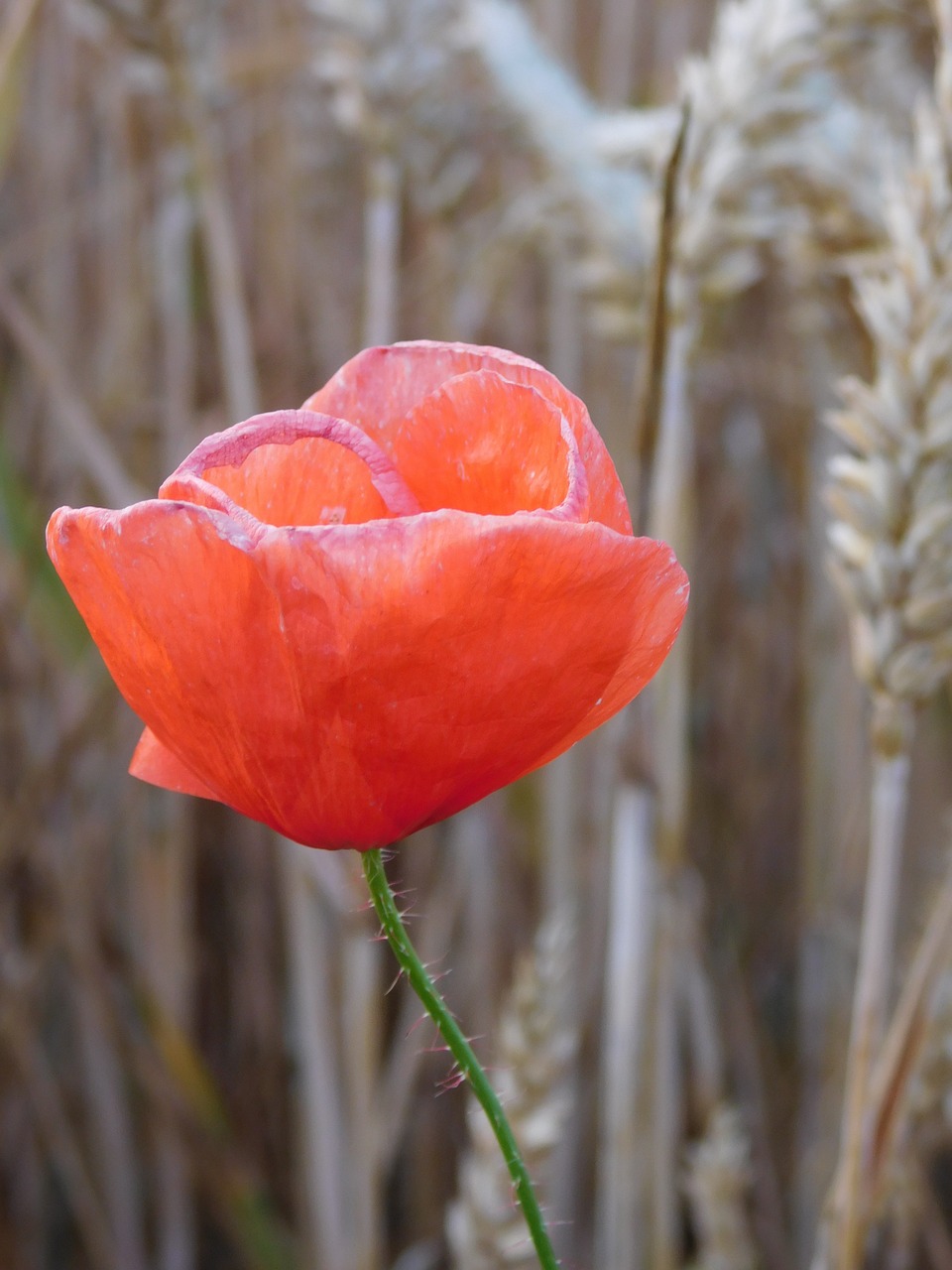 Image - poppy poppies in the field in field