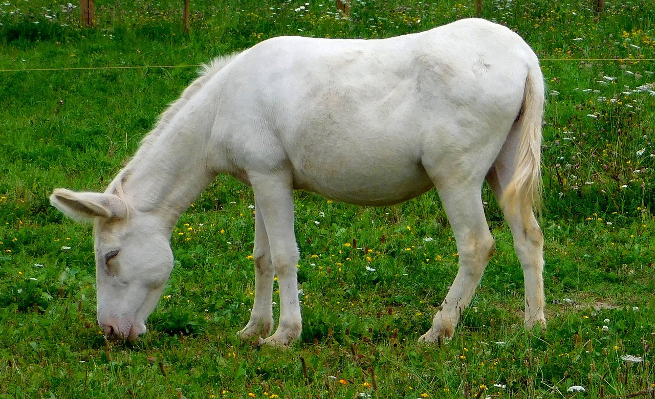 Image - white asses donkey donkey eats