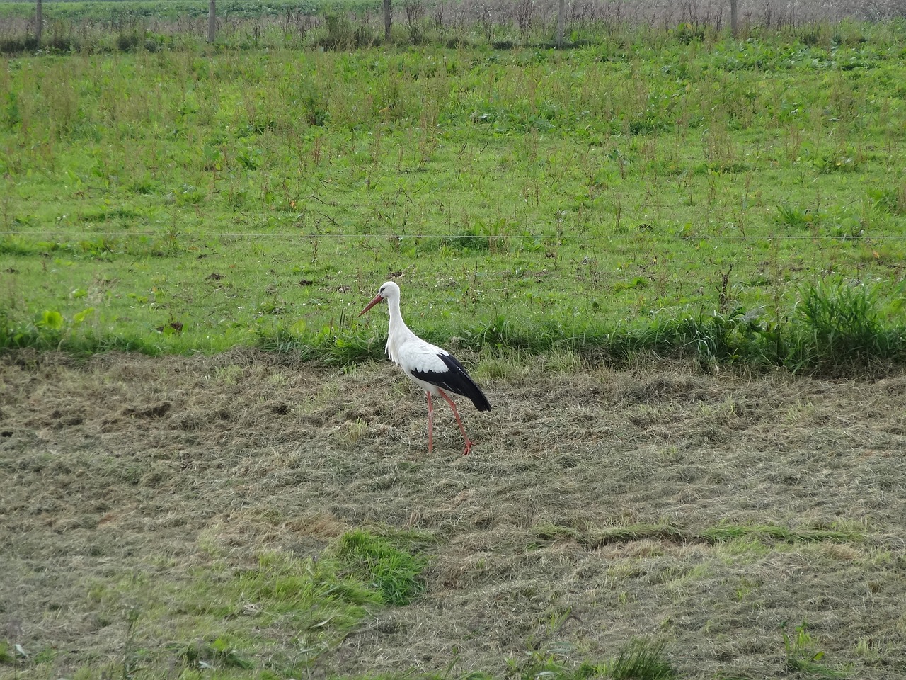 Image - stork netherlands pasture polder