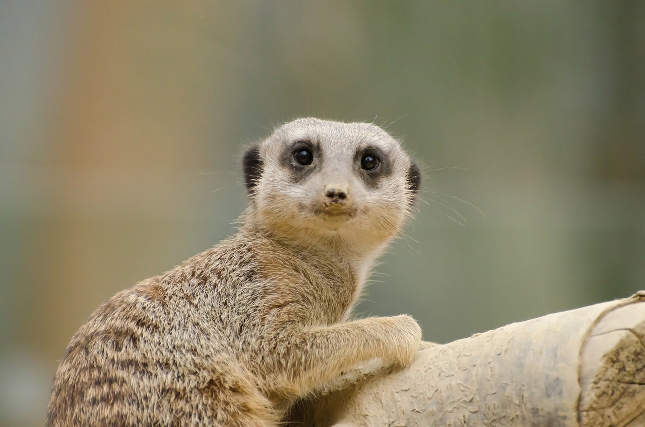 Image - africa african alert animal