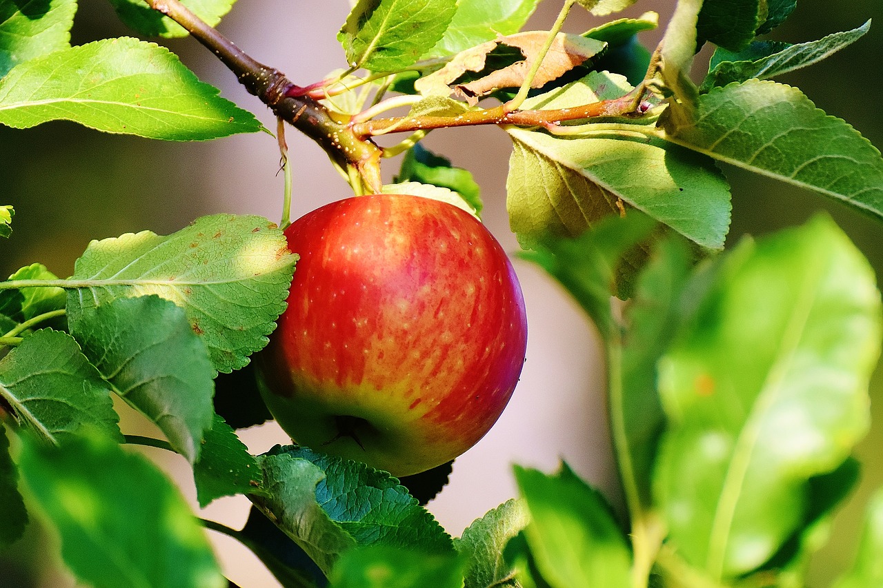 Image - apple tree fruit apple tree garden