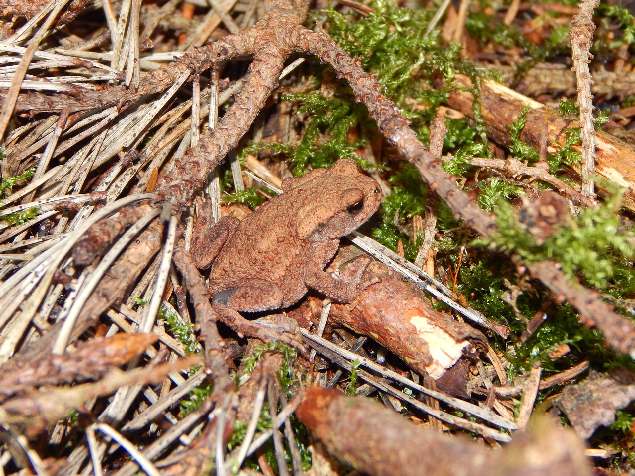 Image - toad common toad frog tree frog