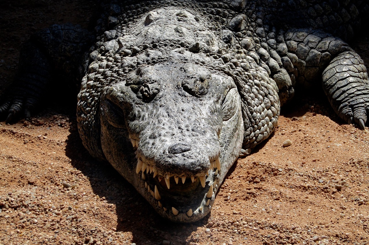 Image - crocodile animal zoo