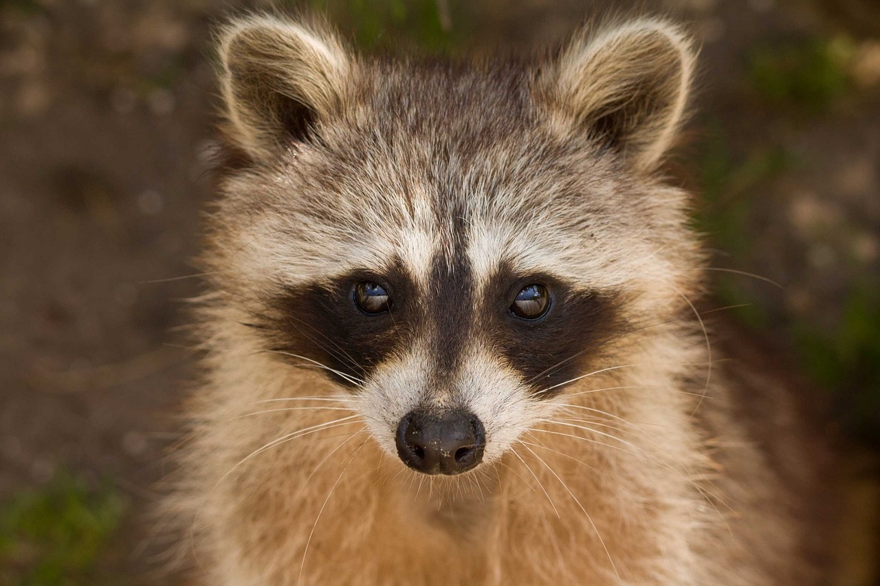 Image - raccoon portrait wildlife small