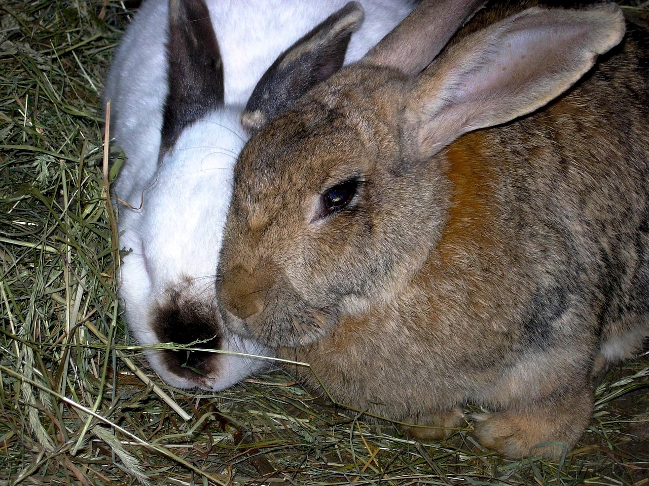Image - rabbit animals nature hay