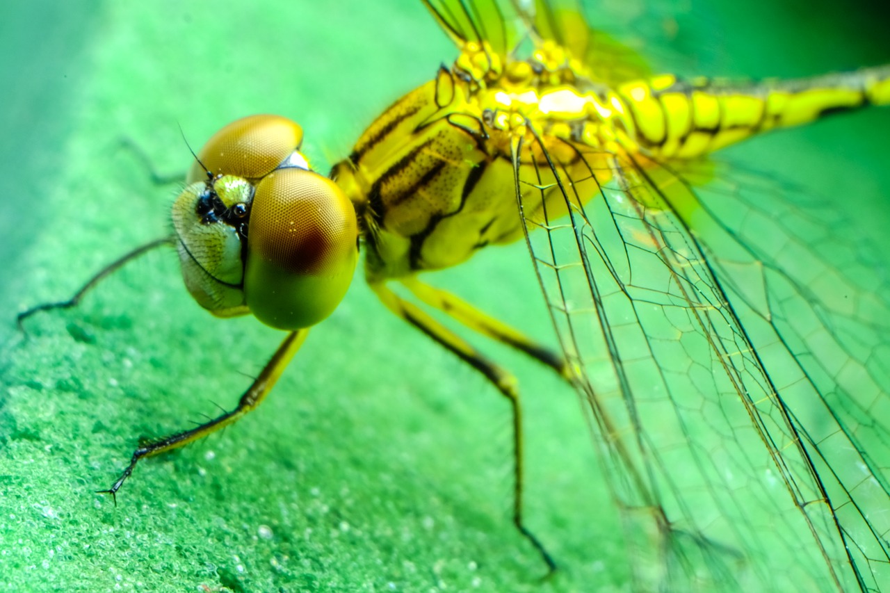 Image - dragonfly insect black blue eyes