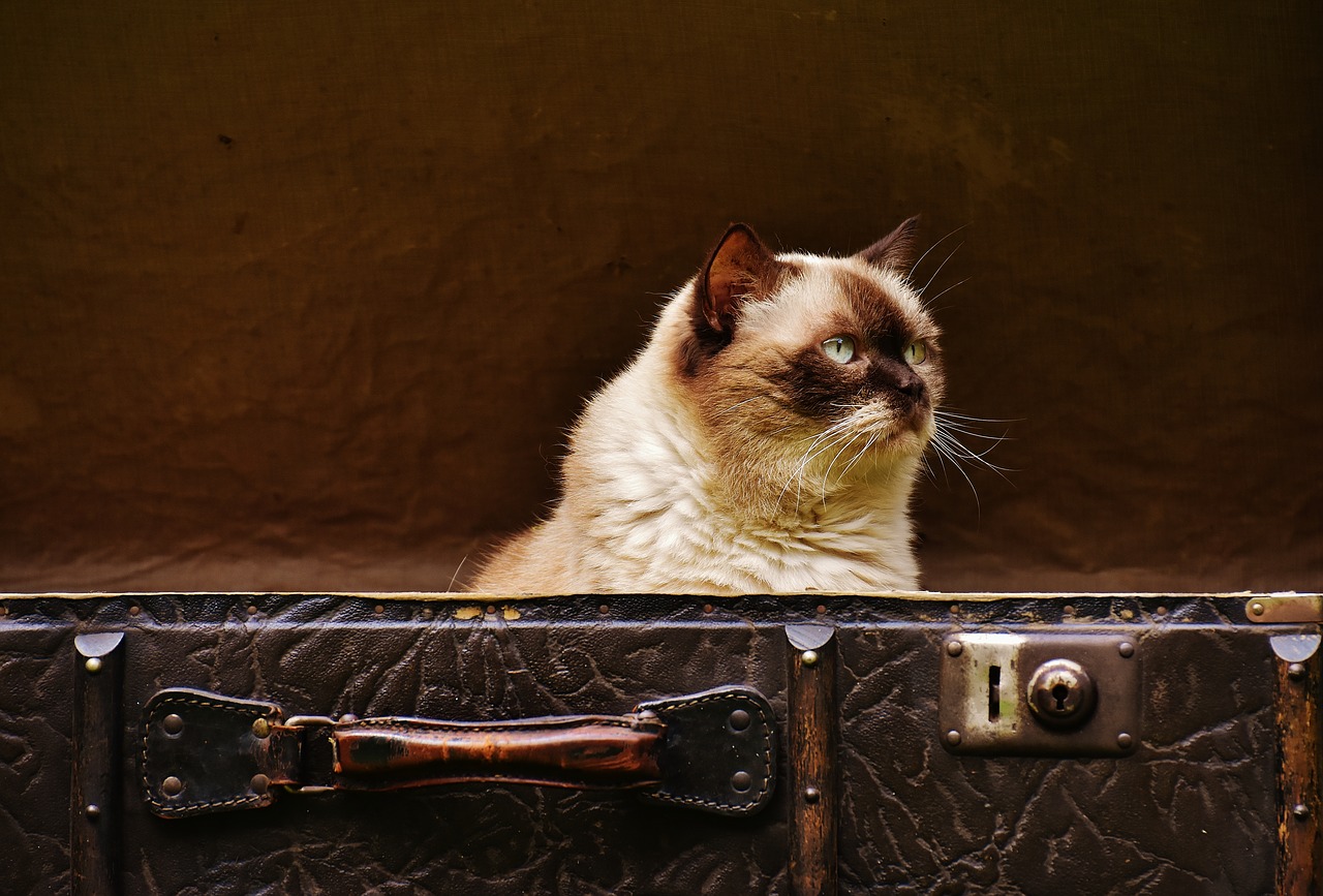 Image - luggage antique cat