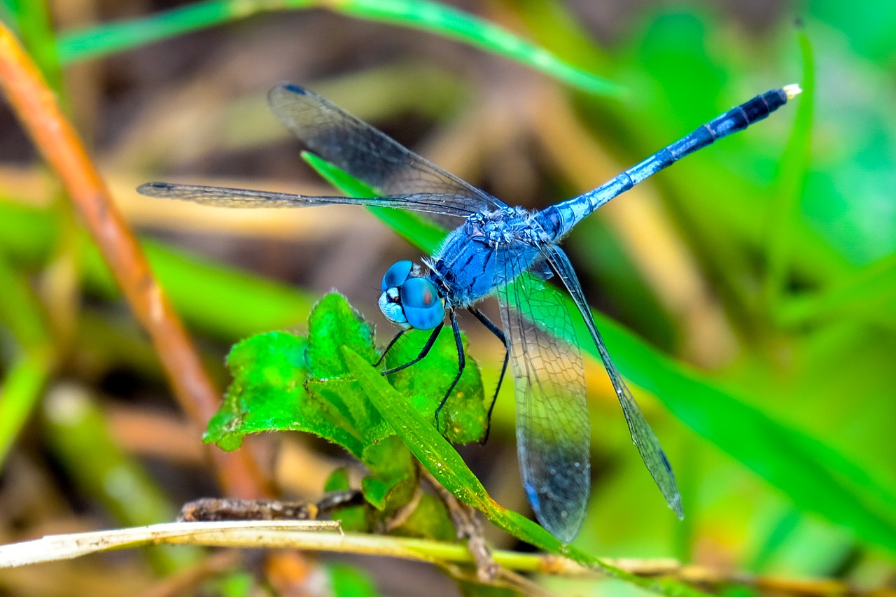 Image - dragonfly insect black blue eyes