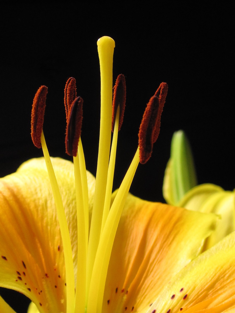 Image - lily pyrenees lily lilium pyrenaicum