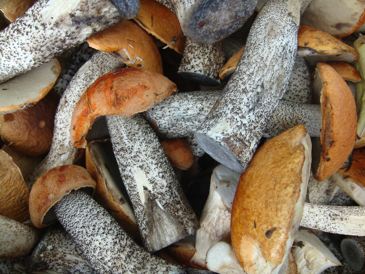 Image - aspen mushrooms autumn