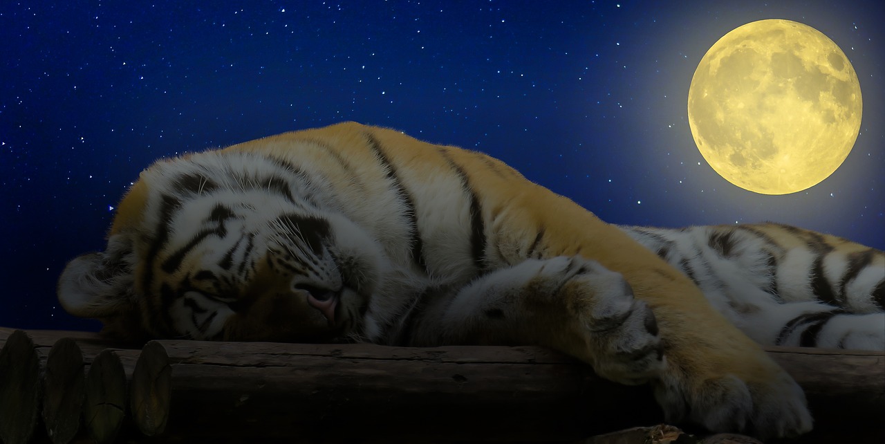 Image - tiger sleep good night cat rest