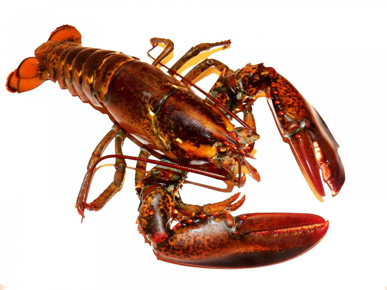 Image - lobster lobsters live food meal