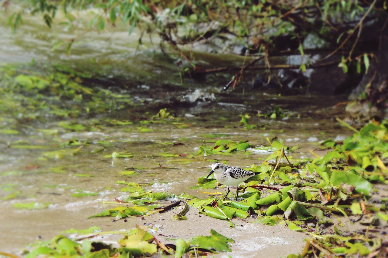 Image - plover bird water lake bank