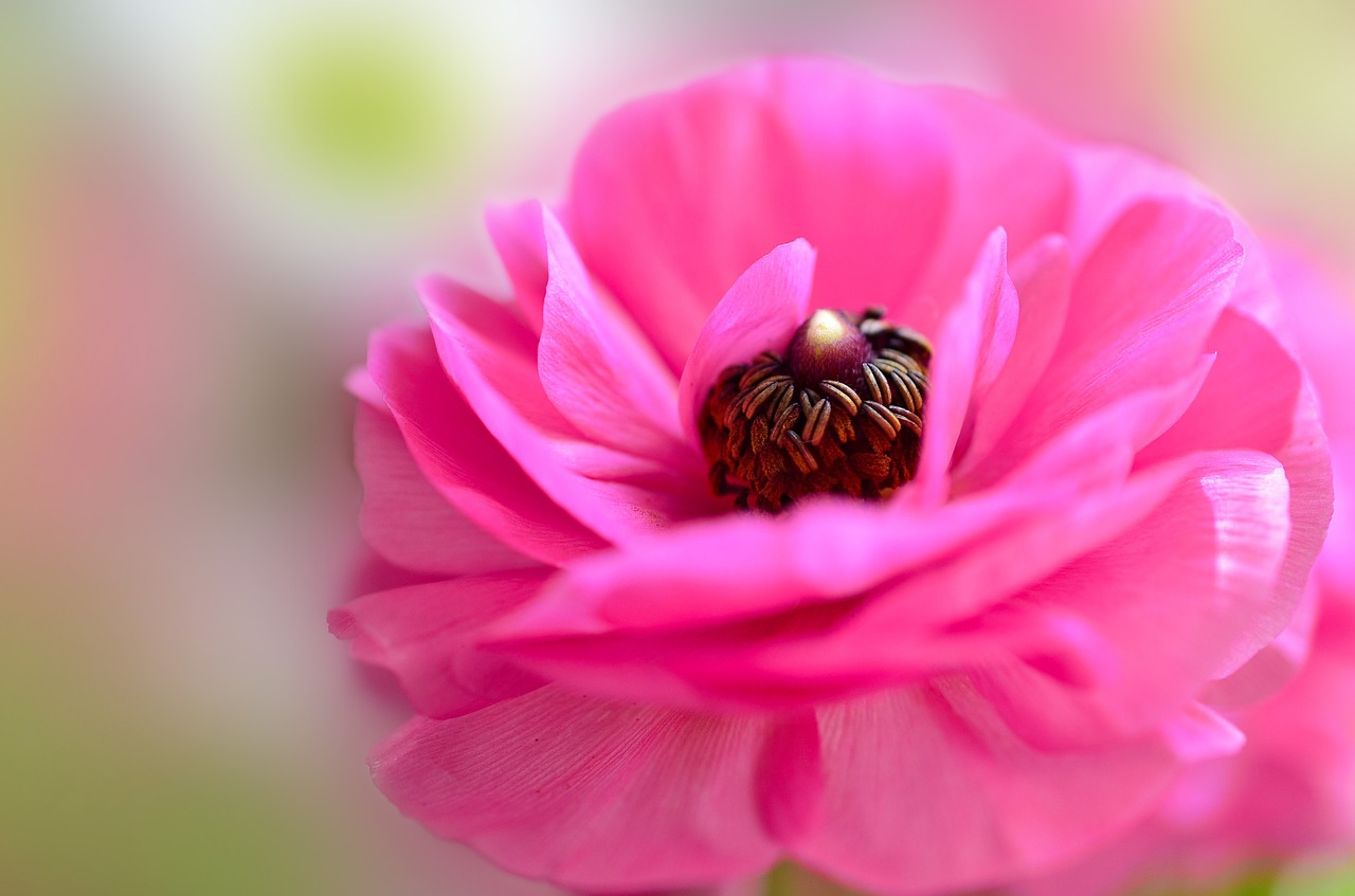 Image - ranunculi flower pink pink flowers