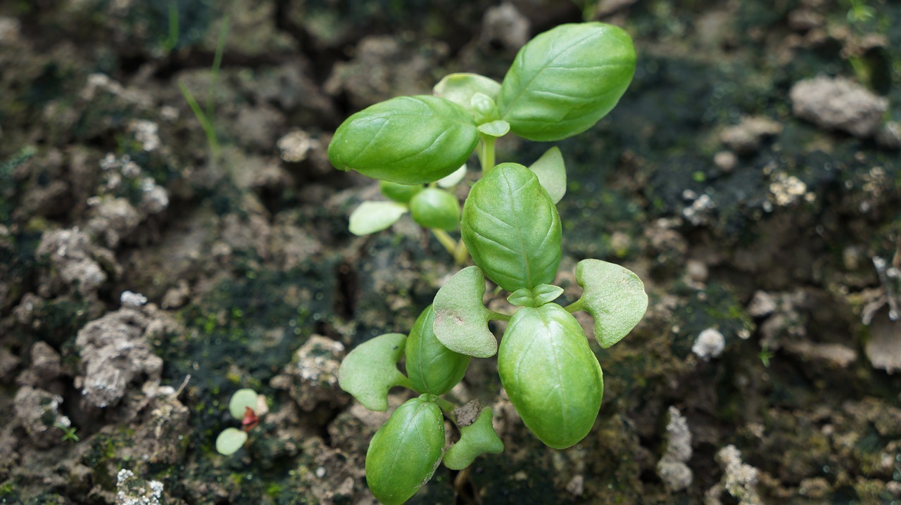 Image - basil herbs green eat spice plant