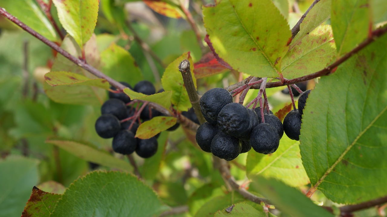 Image - aronia berries fruits food