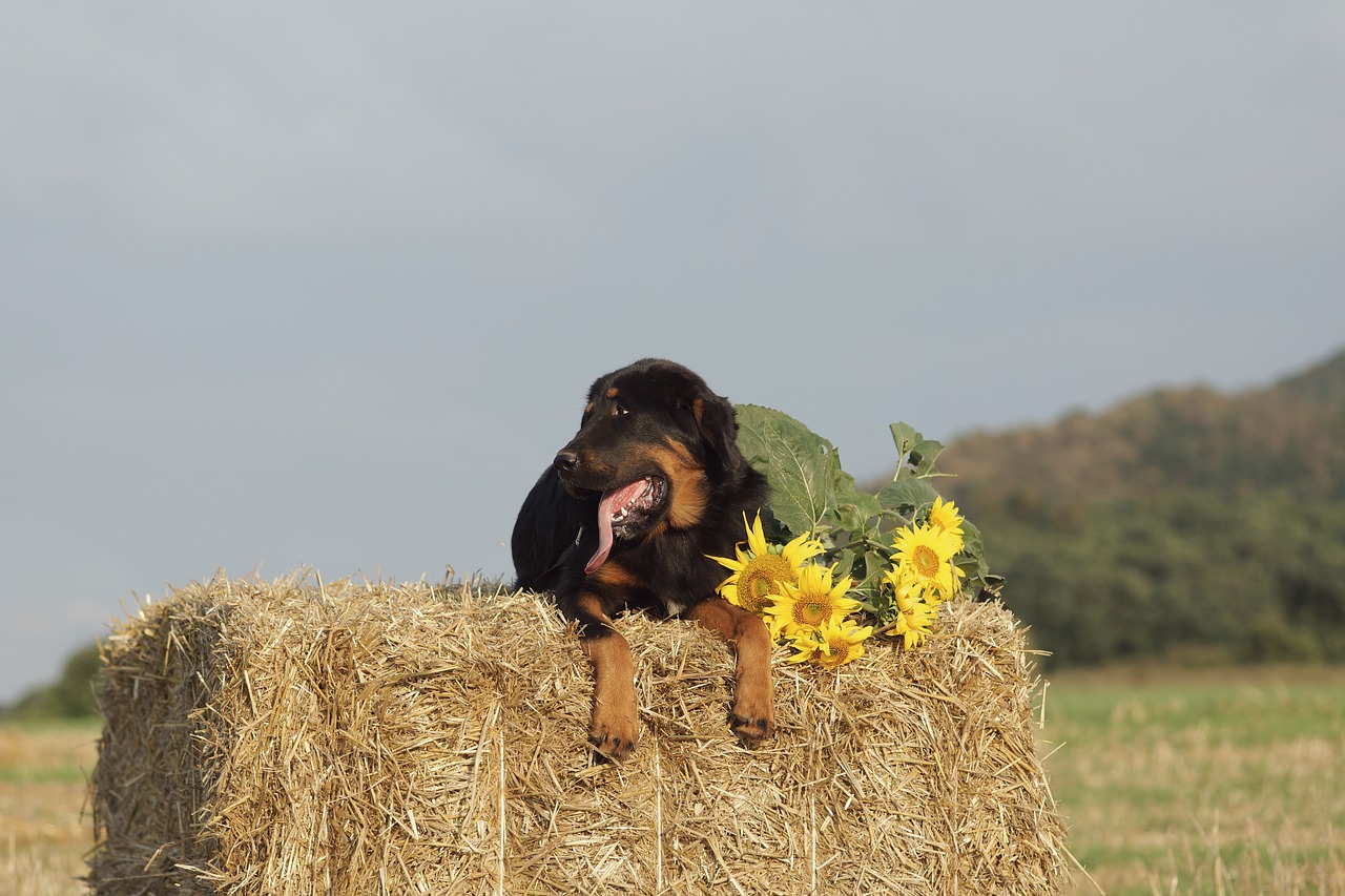 Image - dog mastiffs hay package summer