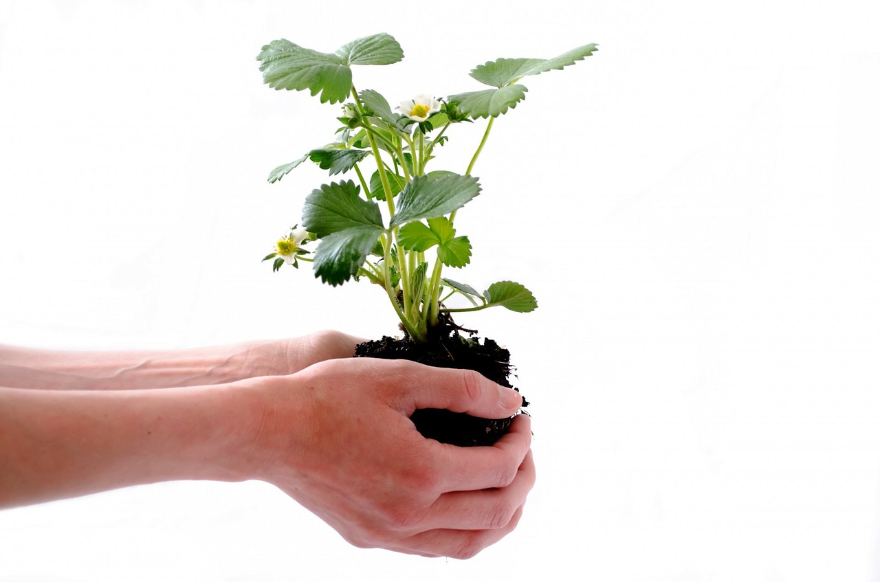 Image - plant isolated human strawberry