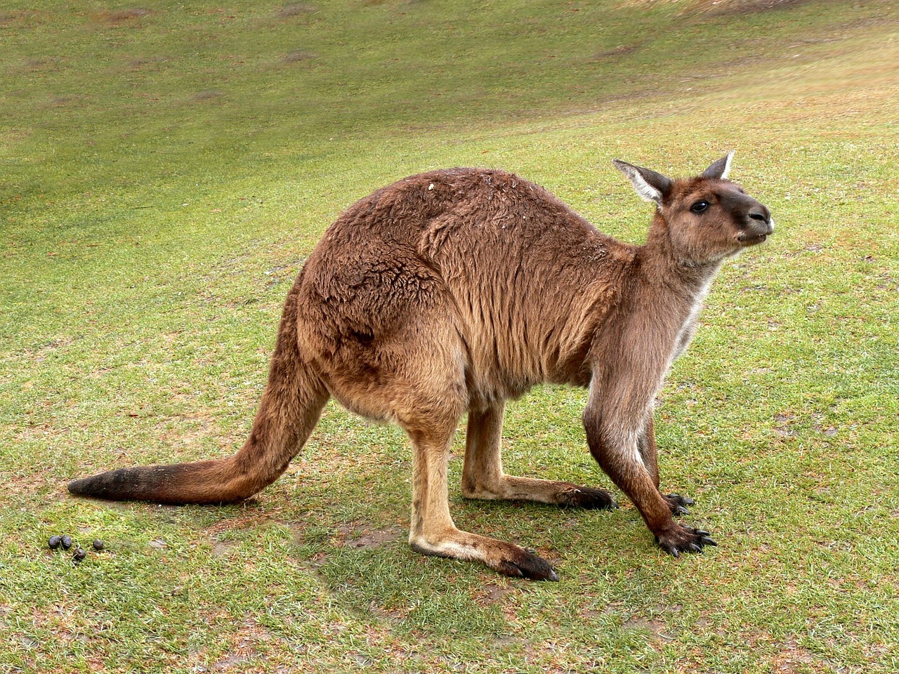 Image - kangaroo marsupial tail australia