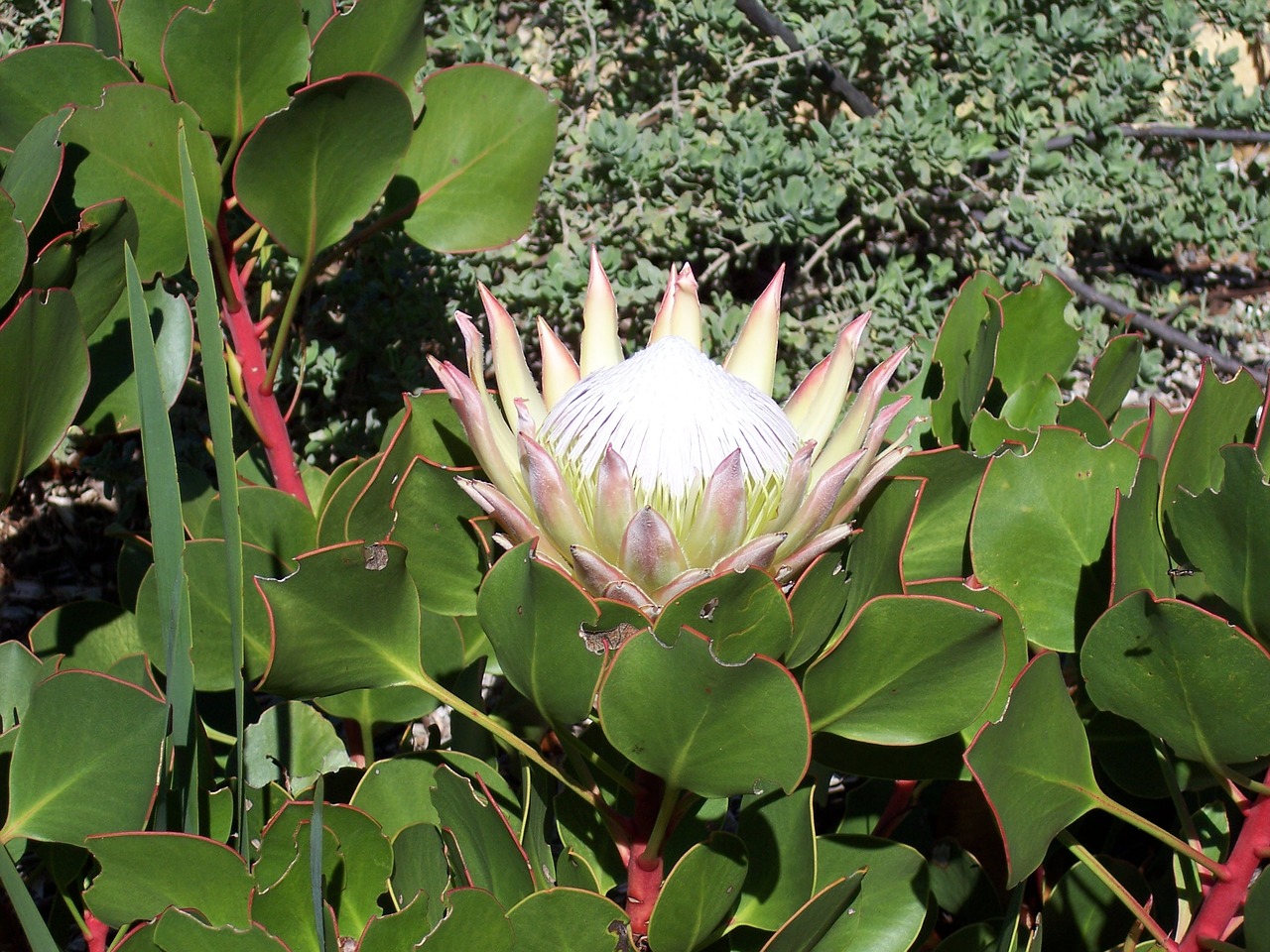 Image - proteus flower south africa pink