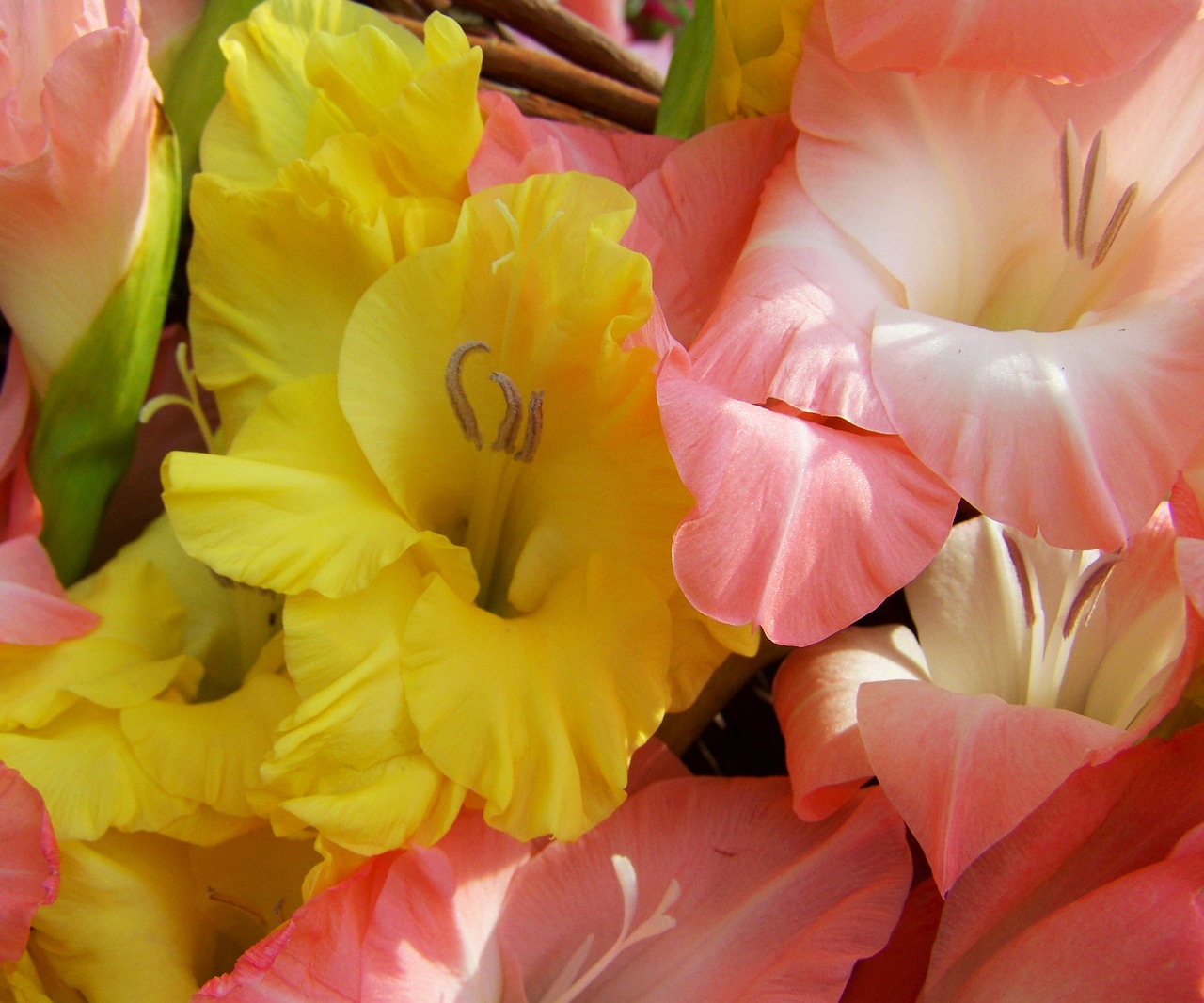 Image - gladiolus yellow pale pink