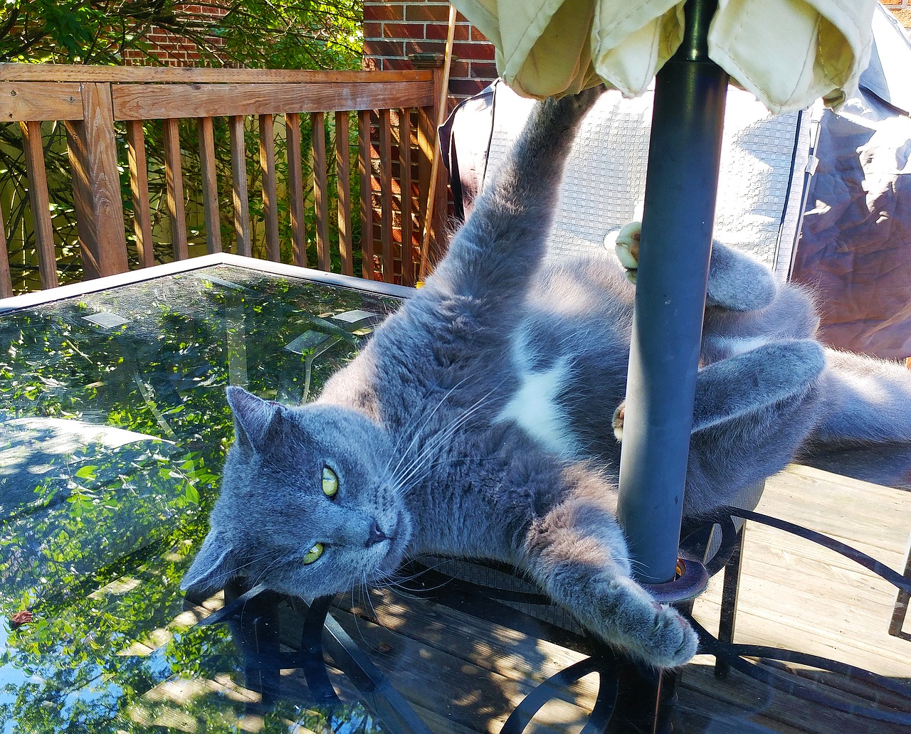 Image - cat feline funny pose playful