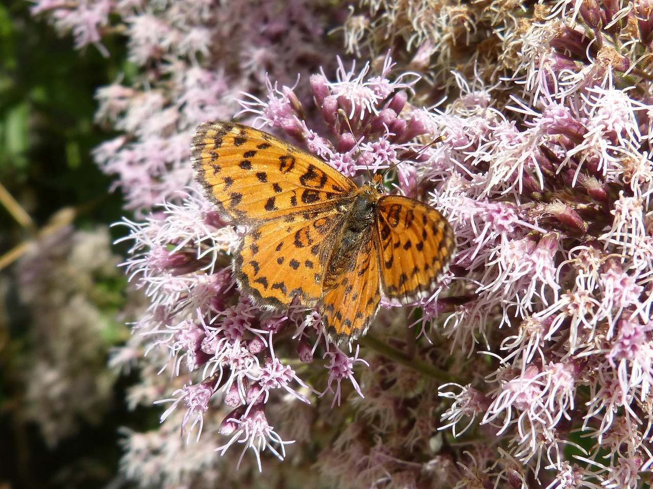 Image - melitaea deione butterfly