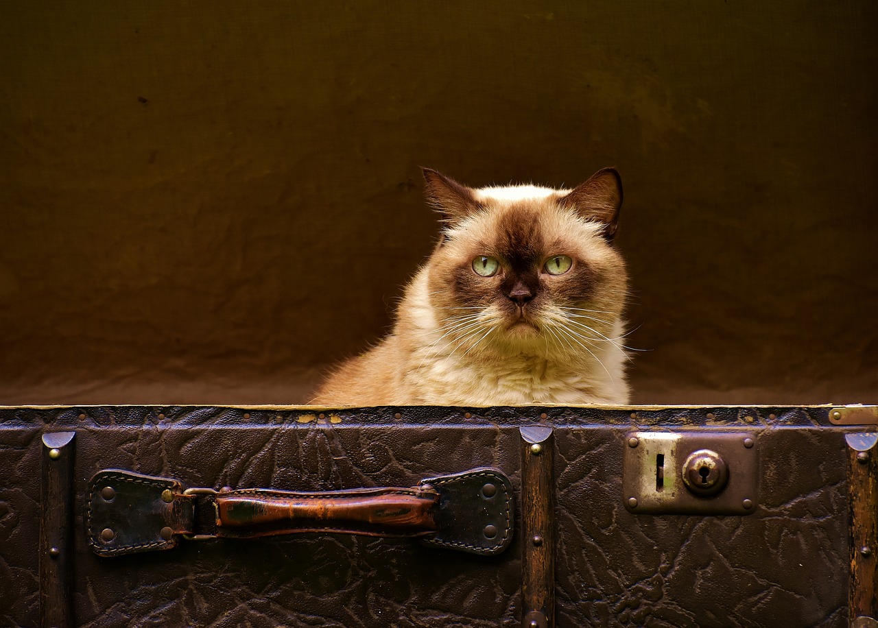 Image - luggage antique cat