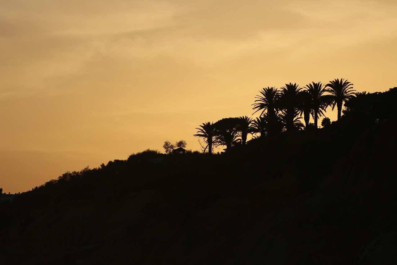 Image - palm trees nature beach tree