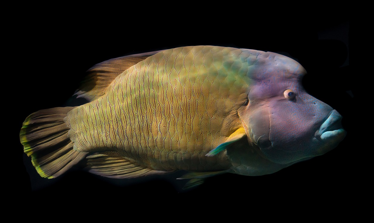 Image - napoleon fish wrasse fish sea
