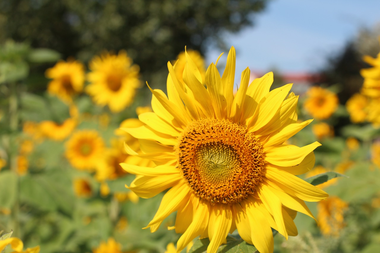 Image - sun flower birthday bouquet