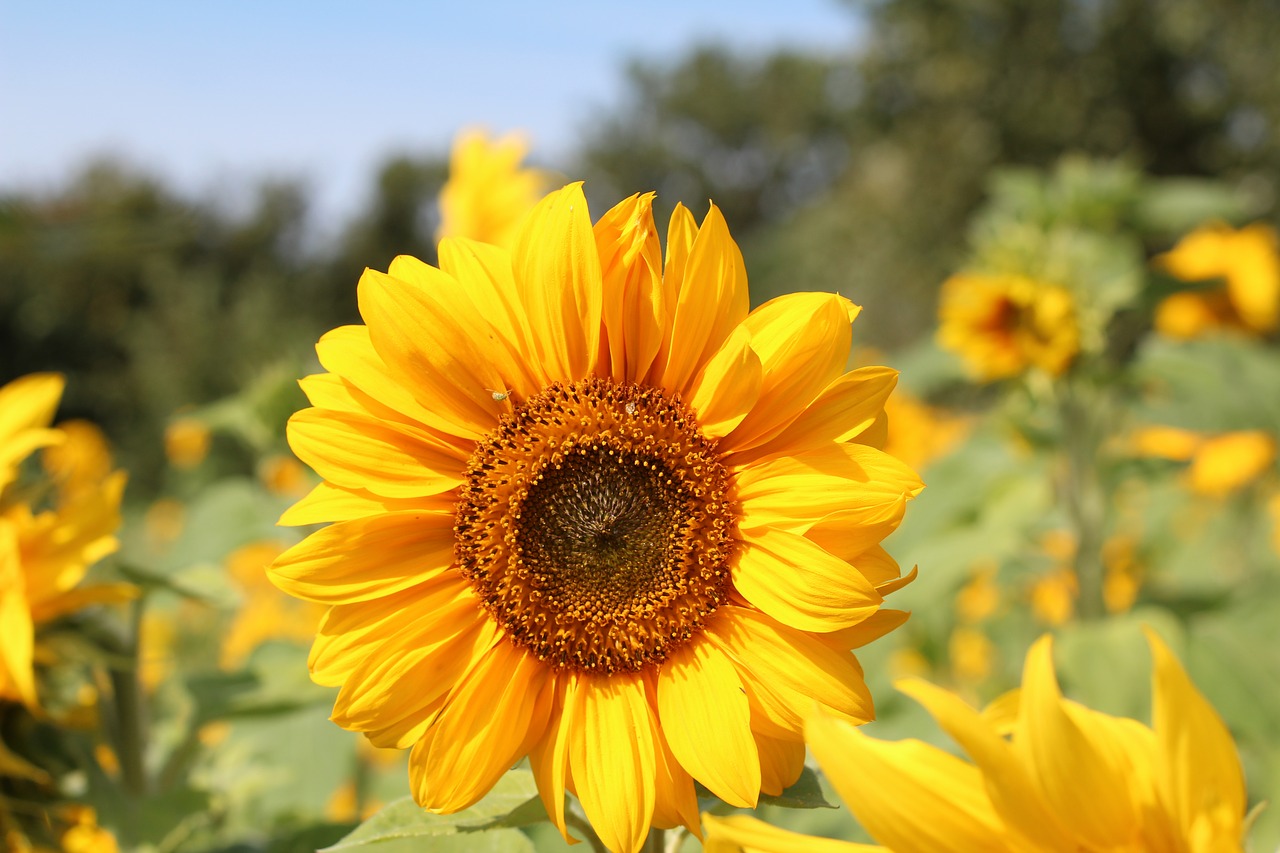 Image - birthday bouquet sun flower