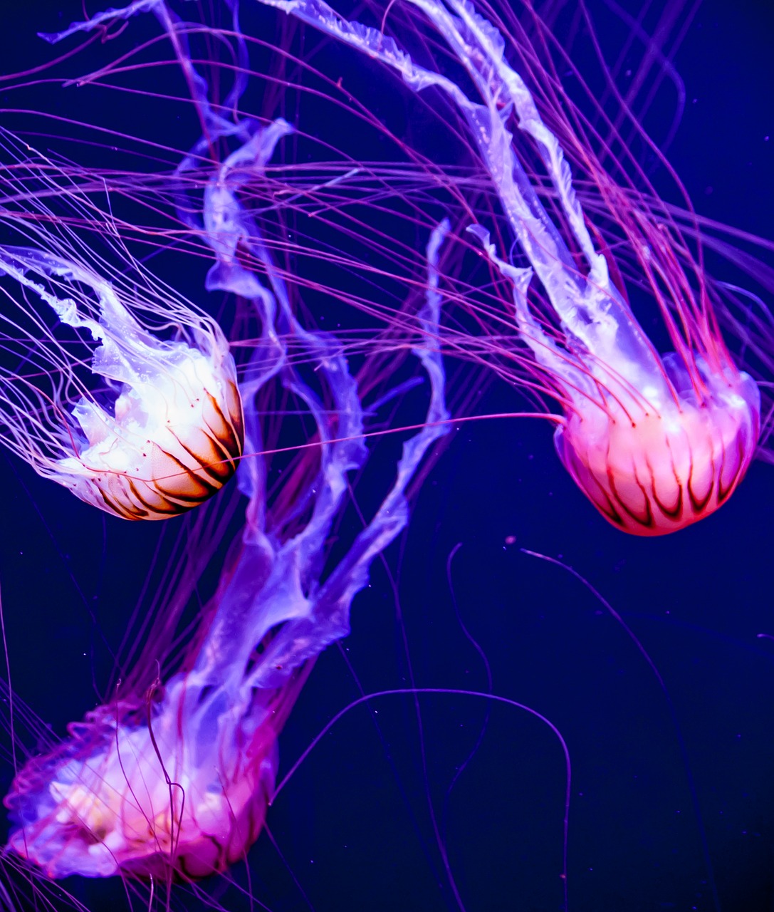 Image - jellyfish glow aquatic fish
