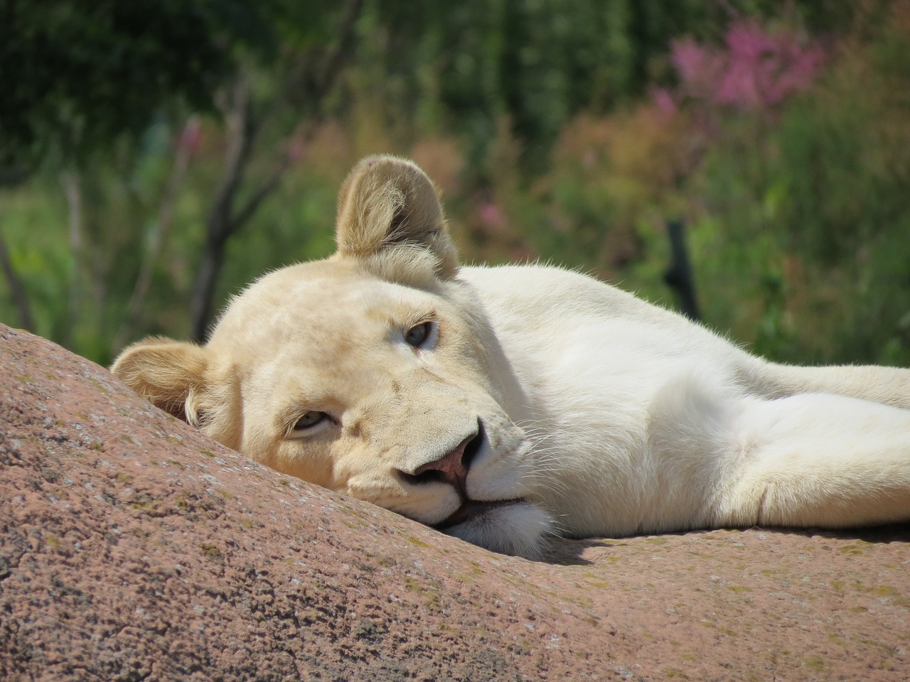 Image - lion white female white lion zoo