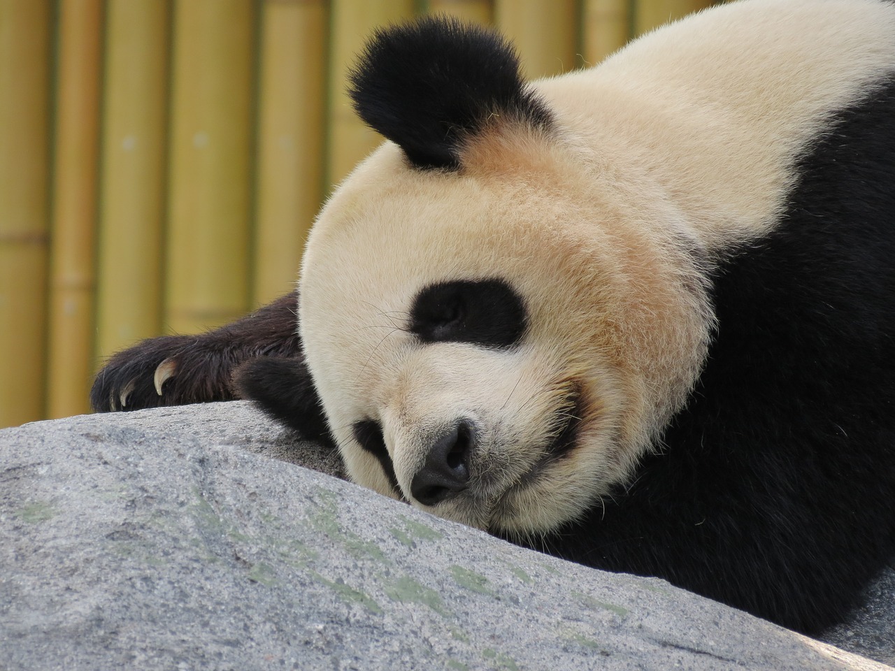 Image - panda giant panda bear sleeping