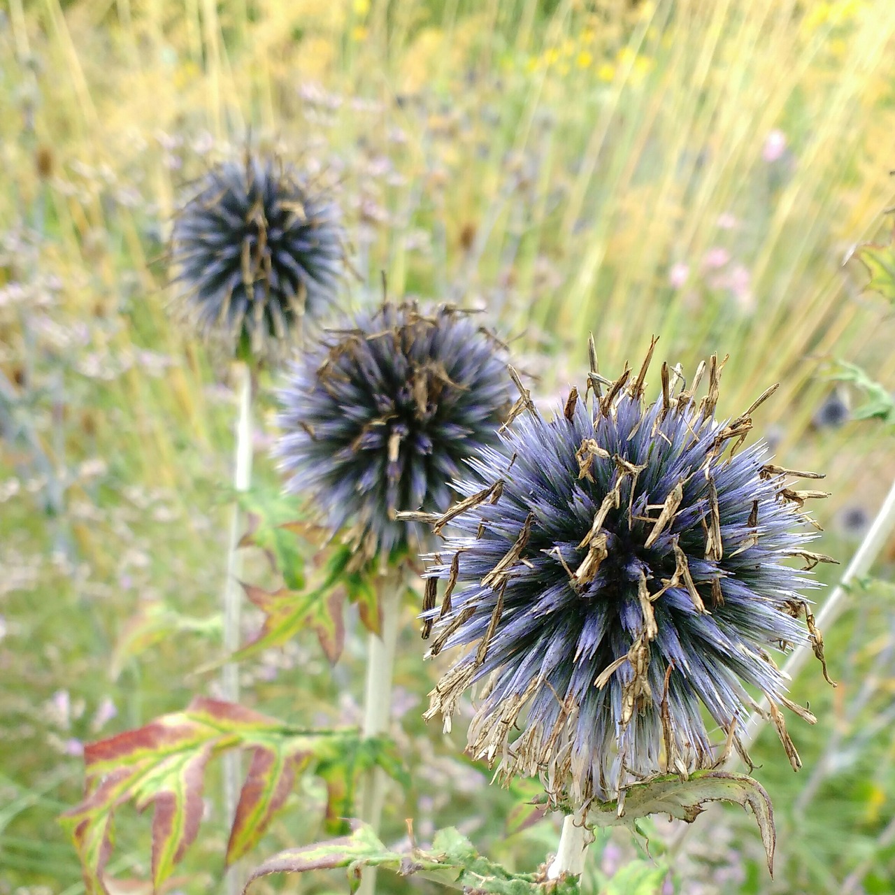 Image - thistle meadow summer wildflower