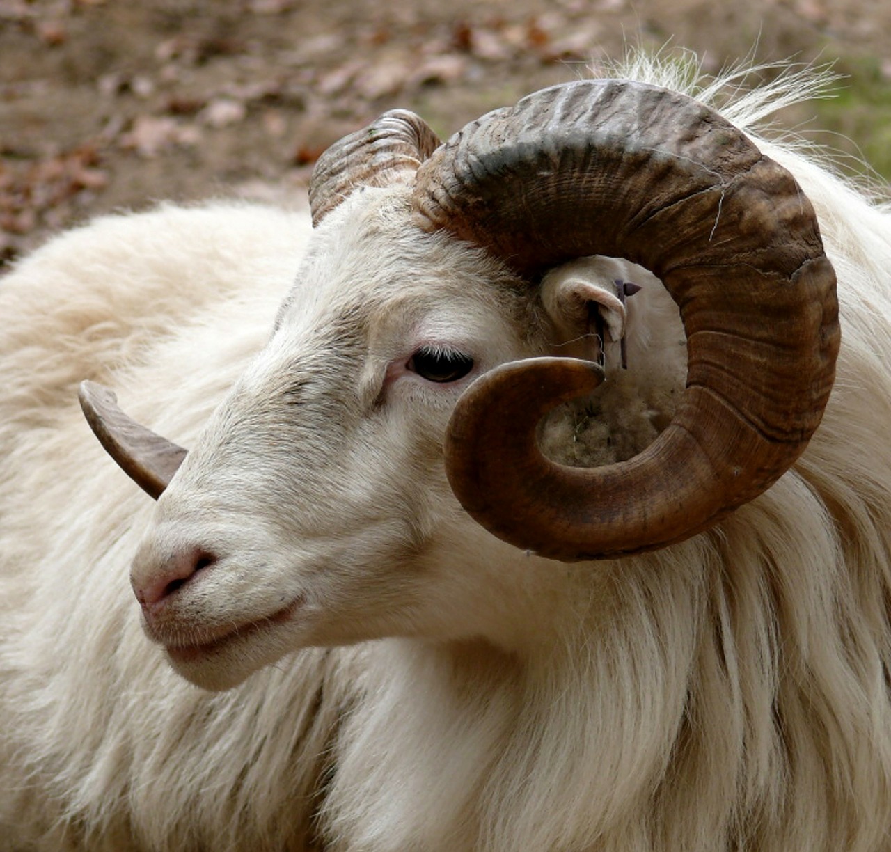 Image - ram head horn fauna goat mammal