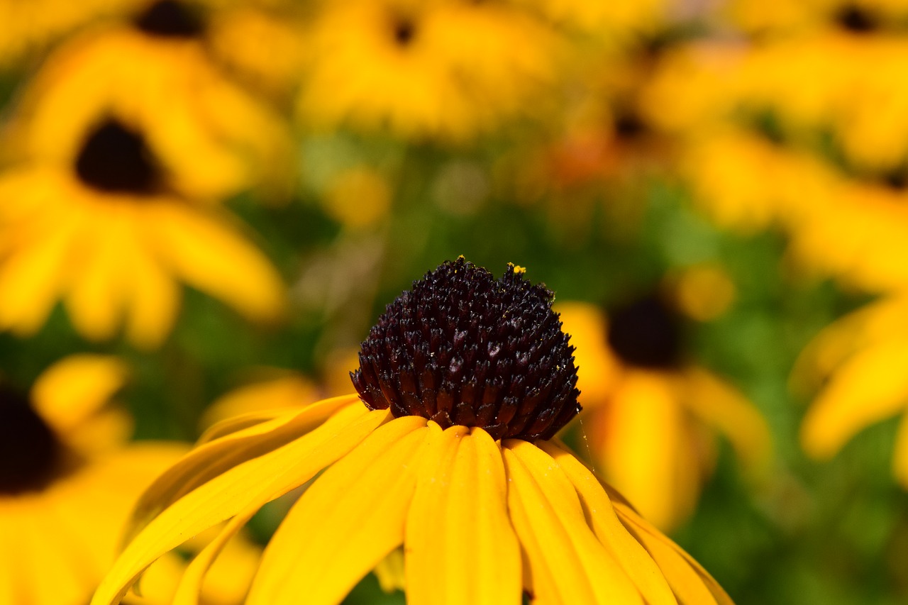 Image - sun hat flower yellow macro